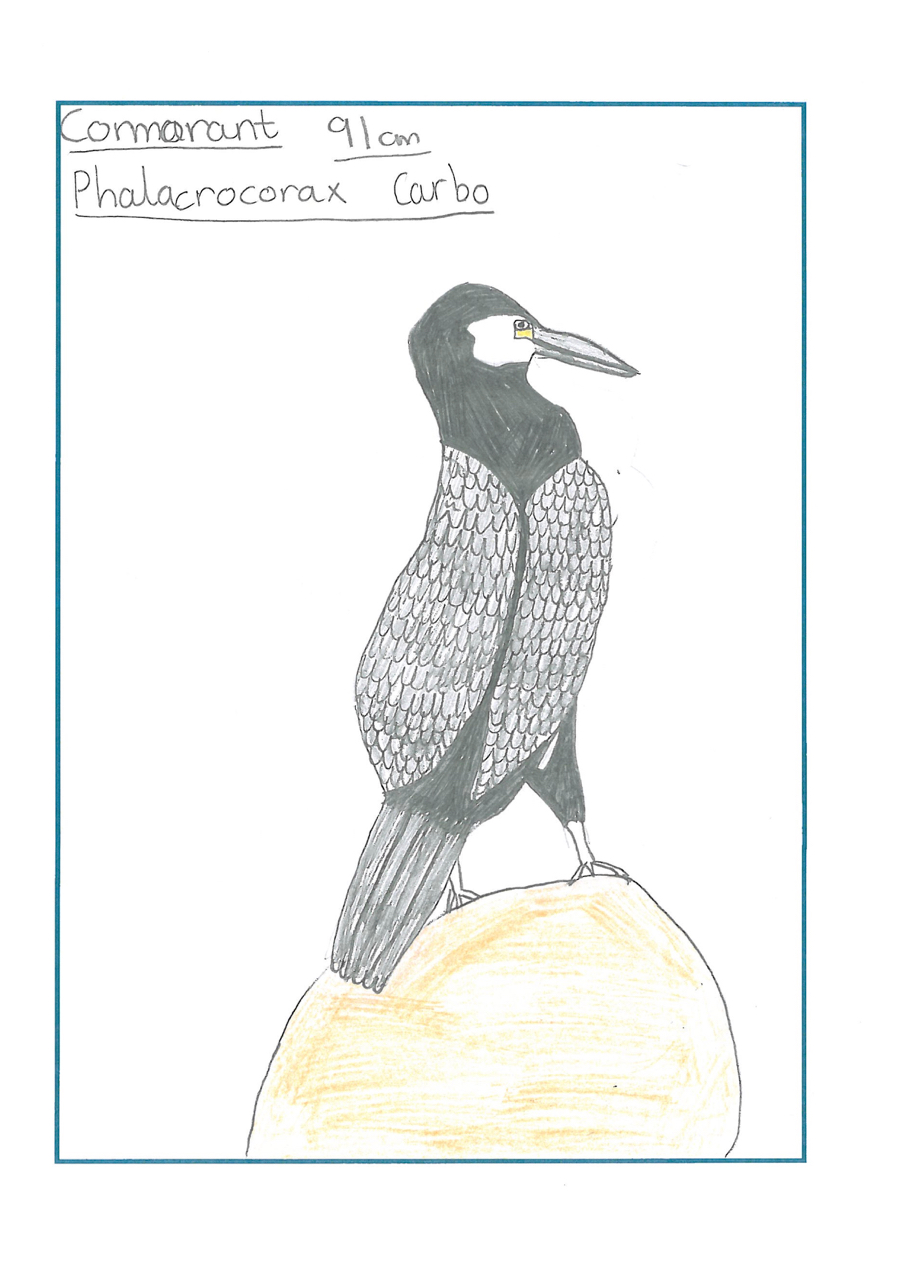 drawing of a cormorant