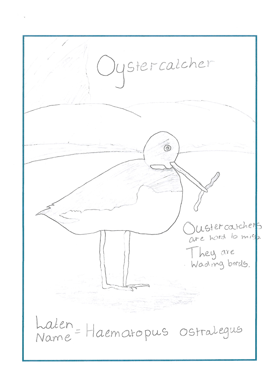 drawing of an oyster catcher