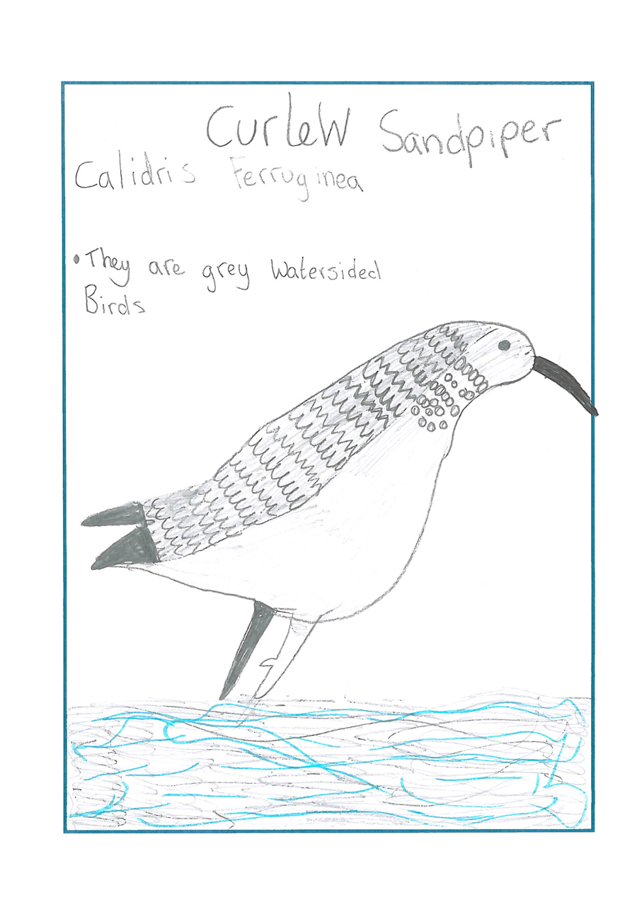 drawing of a curlew sandpiper