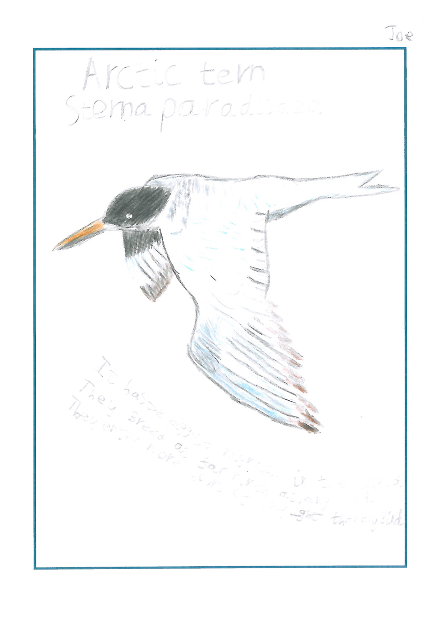 drawing of an arctic tern