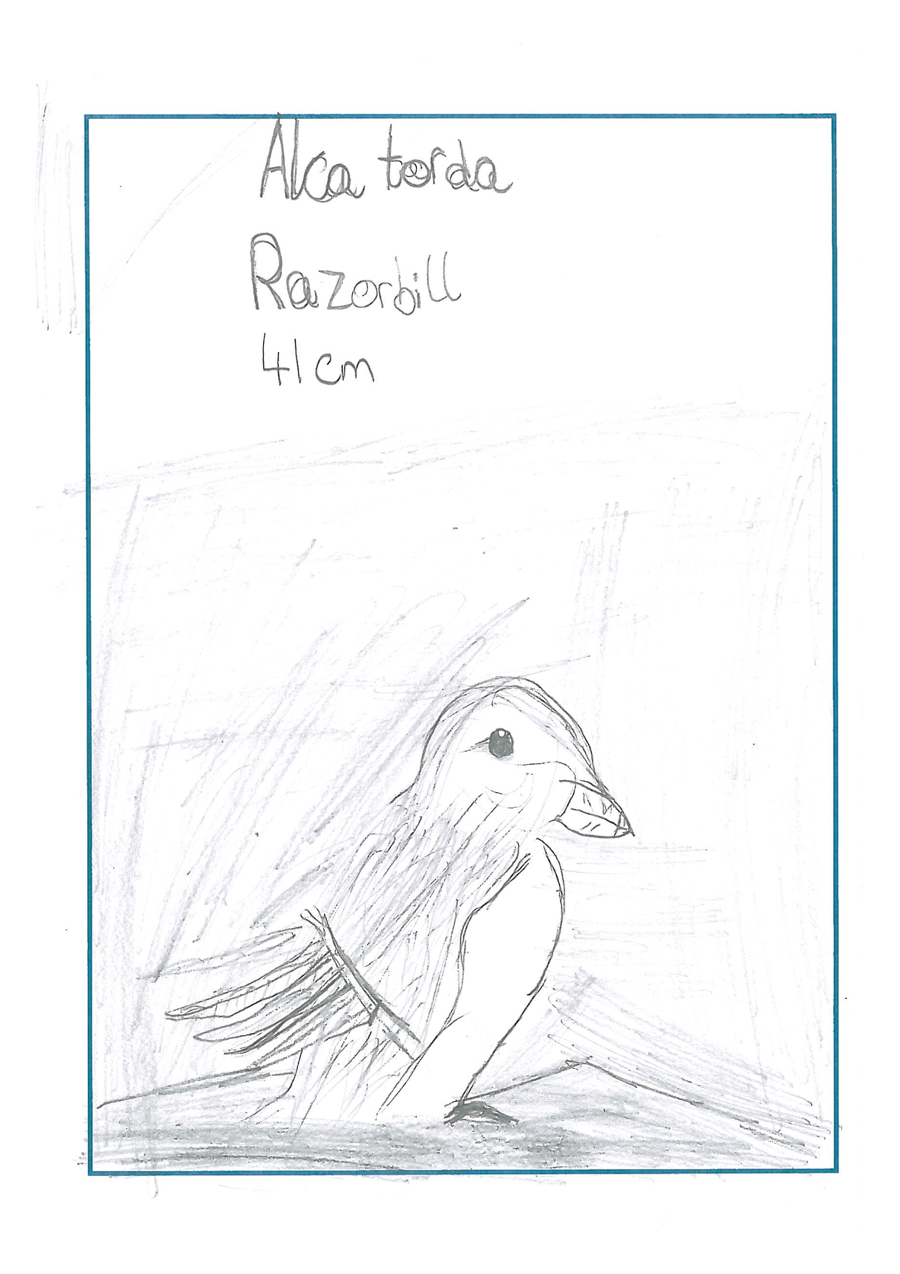 drawing of a razorbill