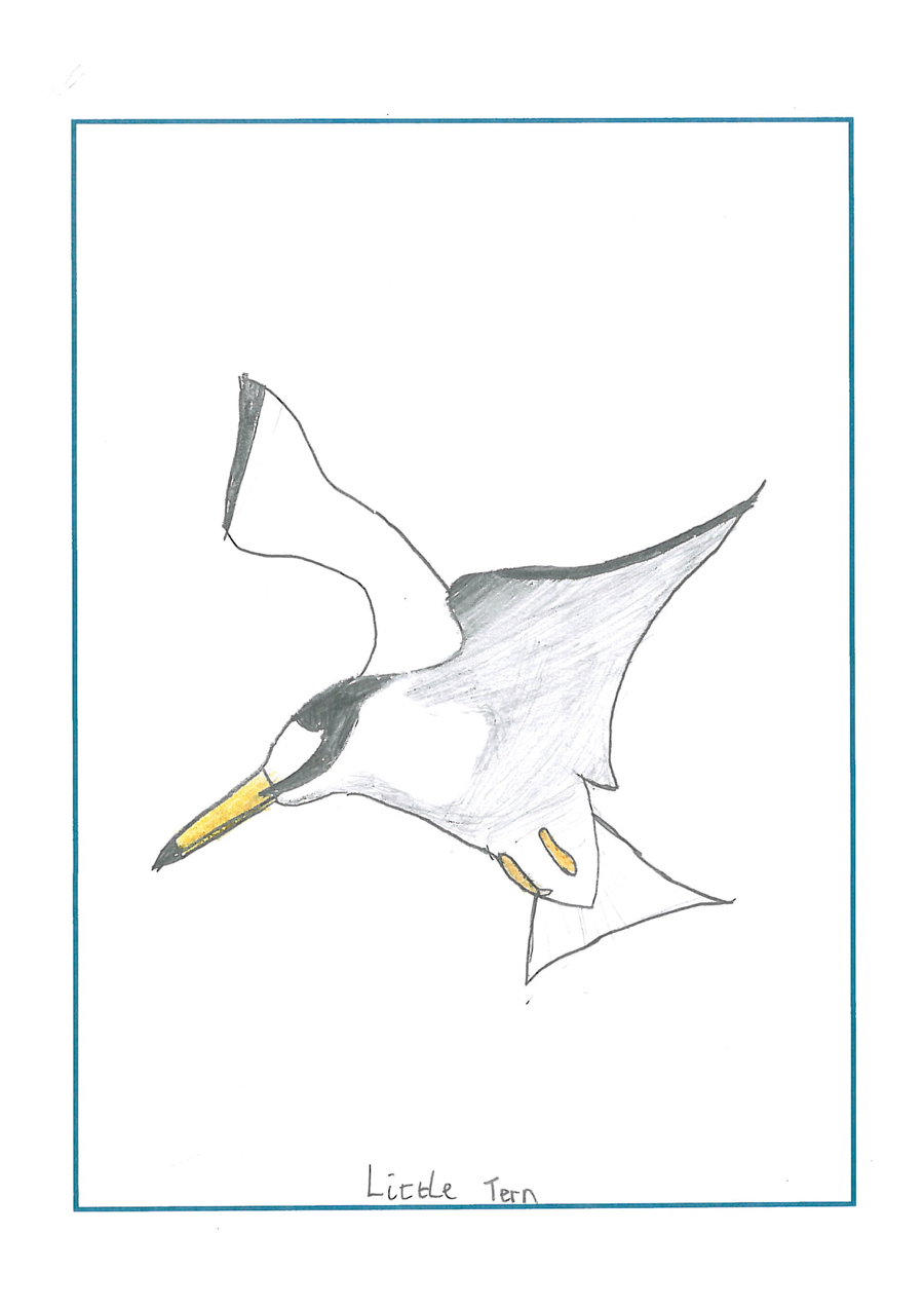 drawing of a little tern