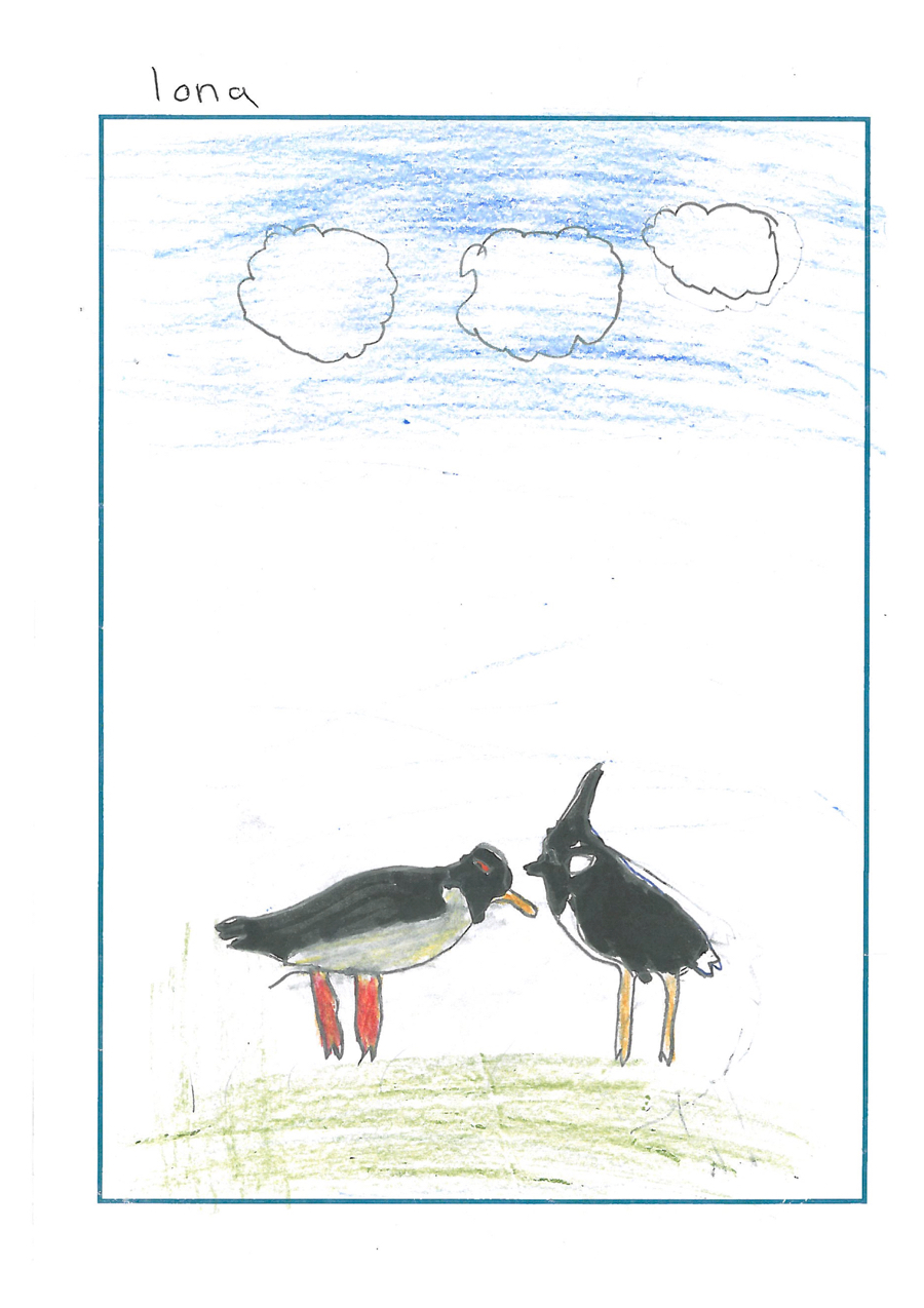 drawing of an oyster catcher and a lapwing