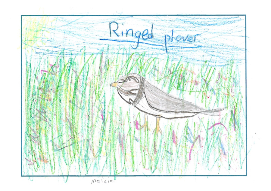 drawing of a ringed plover on the machair