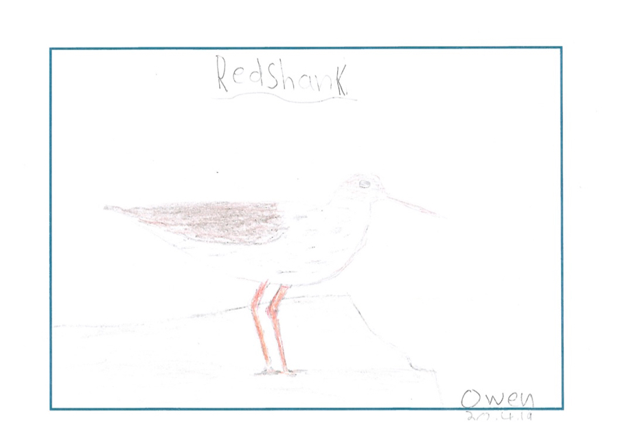 drawing of a redshank