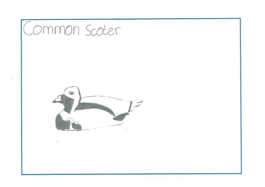drawing of a common scoter