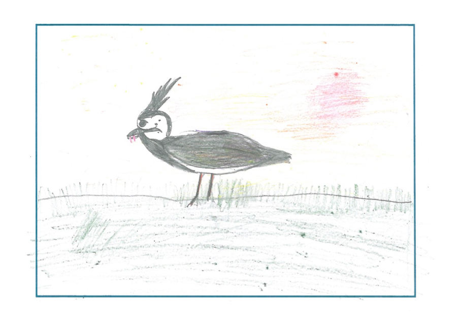 drawing of a lapwing